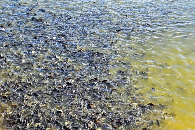 MG barra tilápia do Vietnã e outros países por risco; entenda