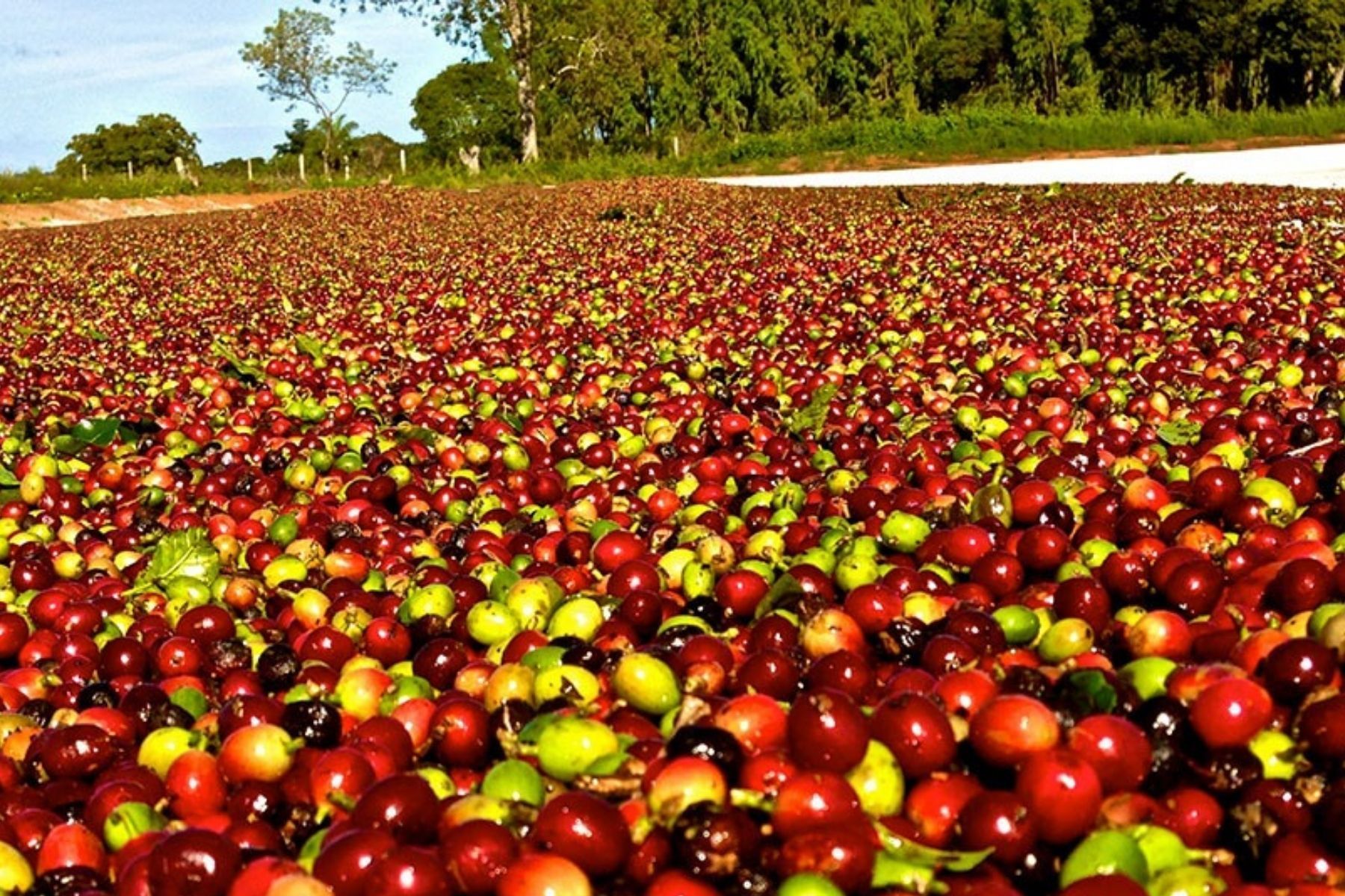 Exportações do agro mineiro caem 13,6% no primeiro trimestre