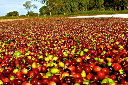 Exportações do agronegócio mineiro recuaram 13,6%