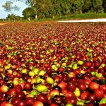Exportações do agro mineiro caem 13,6% no primeiro trimestre