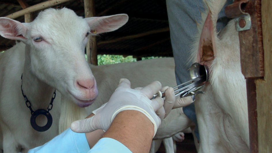 Inscrições abertas para curso de inseminação artificial em caprinos na Fenasul Expoleite 2026