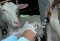 Inscrições abertas para curso de inseminação artificial em caprinos na Fenasul Expoleite 2026