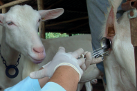 Inscrições abertas para curso de inseminação artificial em caprinos na Fenasul Expoleite 2026