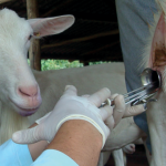 Inscrições abertas para curso de inseminação artificial em caprinos na Fenasul Expoleite 2026