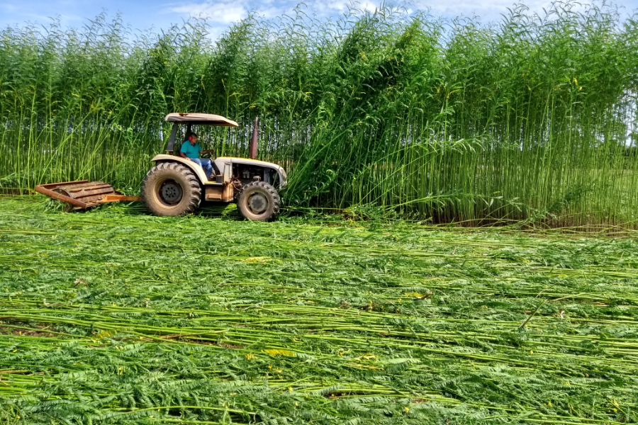 Nova braquiária da Embrapa promete mais produtividade e ganho na pecuária