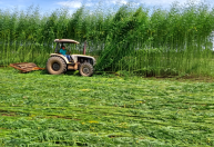 Nova braquiária da Embrapa promete mais produtividade e ganho na pecuária