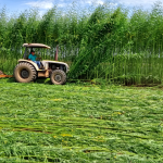 Nova braquiária da Embrapa promete mais produtividade e ganho na pecuária