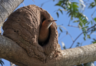 Por que a porta do ninho do pássaro-forneiro pode mudar de lado?