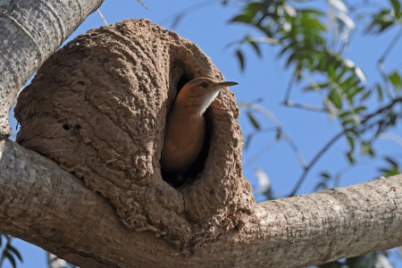 Por que a porta do ninho do pássaro-forneiro pode mudar de lado?