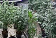 Mãe furta celular 'por engano' e acaba levando polícia até plantação de maconha do filho em MG