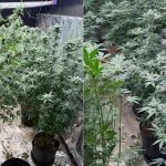Mãe furta celular 'por engano' e acaba levando polícia até plantação de maconha do filho em MG