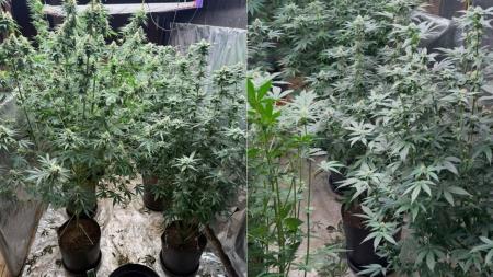 Mãe furta celular 'por engano' e acaba levando polícia até plantação de maconha do filho em MG