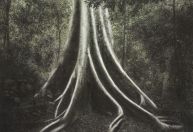 De Tiradentes para a capital: exposição "Mundo ≡ Floresta" ocupa a CâmeraSete