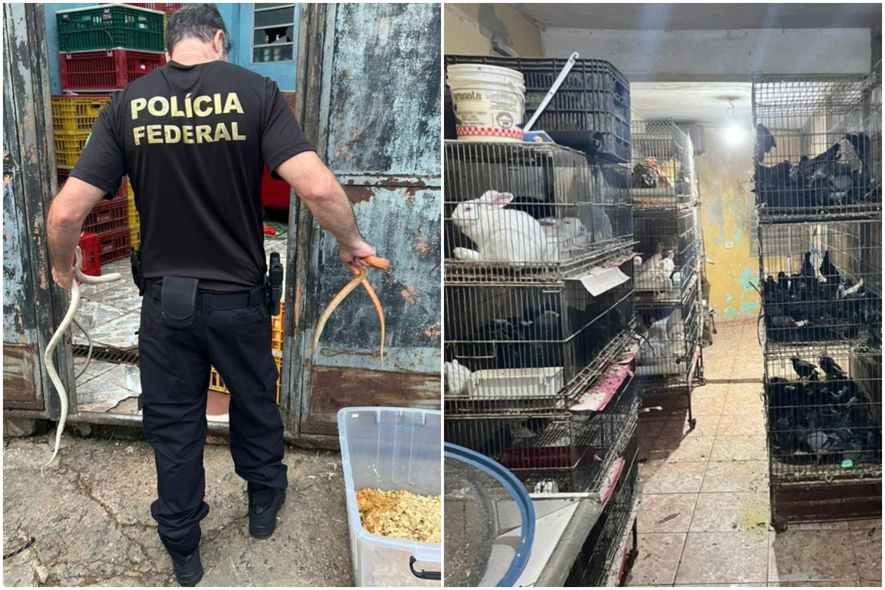 Polícia Federal faz operação contra comércio ilegal de animais em São Paulo