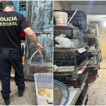 Polícia Federal faz operação contra comércio ilegal de animais em São Paulo