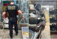 Polícia Federal faz operação contra comércio ilegal de animais em São Paulo