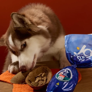 Cachorro comendo ovo de chocolate próprio para cães
