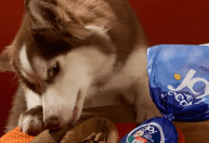 Saiba onde encontrar e quanto custam ovos de Páscoa para cães em BH