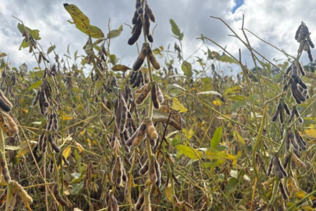 Soja no município de Pelotas