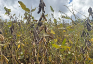 Colheita de soja avança de forma irregular no RS e atinge 50% da área