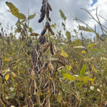 Colheita de soja avança de forma irregular no RS e atinge 50% da área