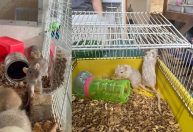Mais de 200 roedores resgatados aguardam adoção após maus-tratos no MT