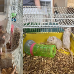 Mais de 200 roedores resgatados aguardam adoção após maus-tratos no MT