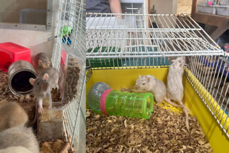 Hamsters interagindo em gaiola