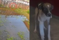 Cadela é empurrada de passarela e fratura pata no Pará; veja vídeo