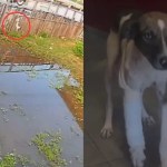 Cadela é empurrada de passarela e fratura pata no Pará; veja vídeo