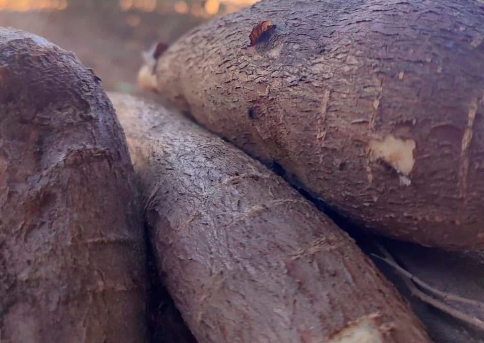 Mandioca pode ganhar espaço na mineração e atrair R$ 15 milhões em MG