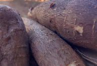 Mandioca pode ganhar espaço na mineração e atrair R$ 15 milhões em MG