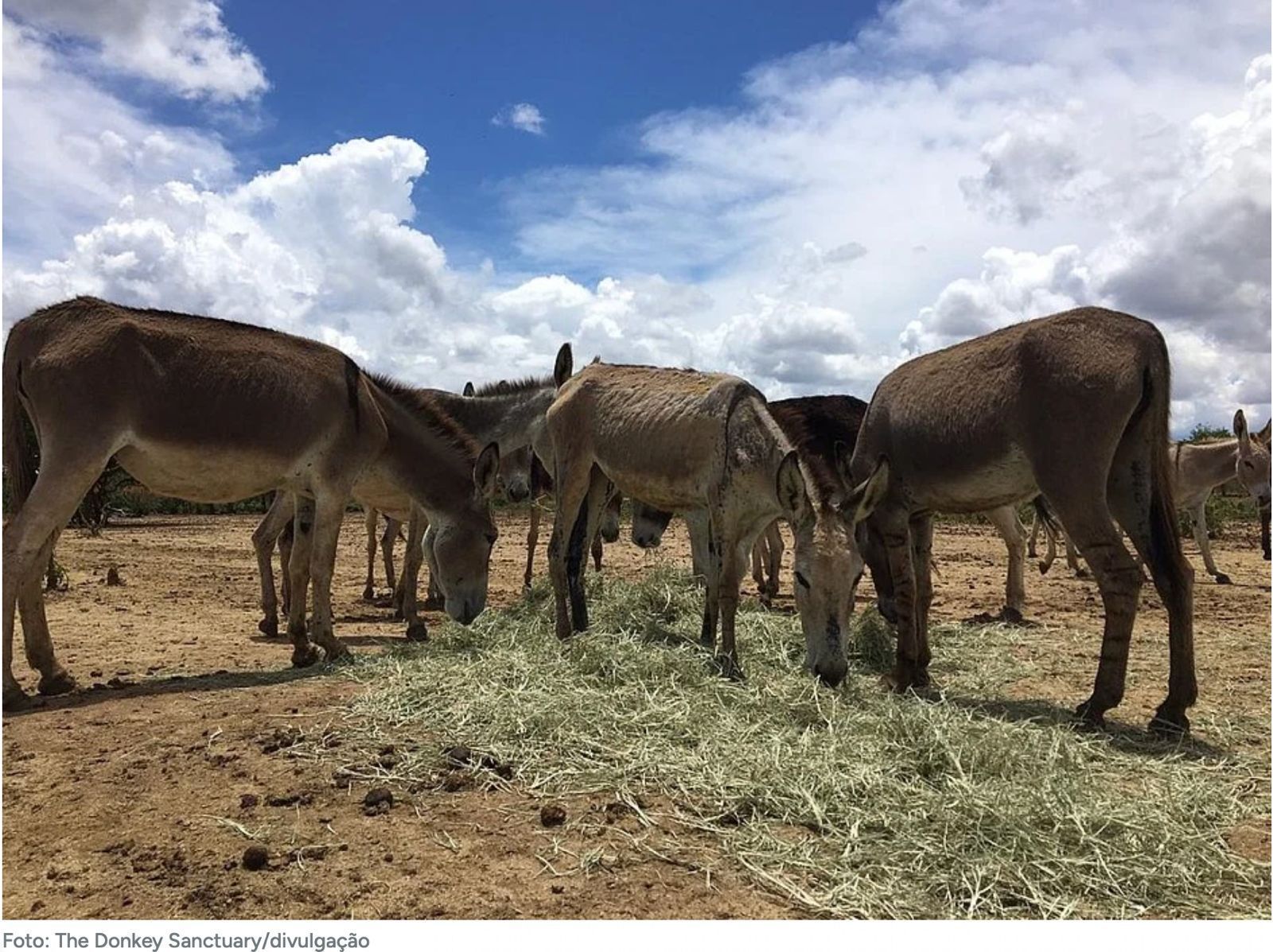 Você sabia que o jumento é mais inteligente que o cavalo?
