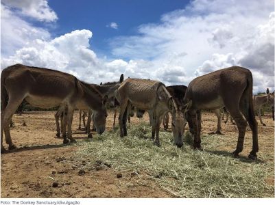 Cavalo e Jumento