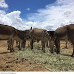 Você sabia que o jumento é mais inteligente que o cavalo?