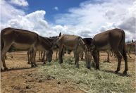 Você sabia que o jumento é mais inteligente que o cavalo?