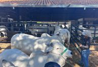 Expozebu reúne quase 3 mil bovinos de todo país em Uberaba