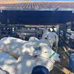 Expozebu reúne quase 3 mil bovinos de todo país em Uberaba
