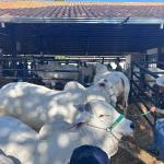 Expozebu reúne quase 3 mil bovinos de todo país em Uberaba