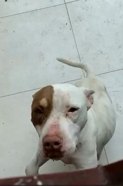 Cadela é abandonada com seis filhotes em imóvel alugado em Ouro Preto