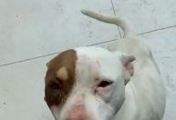 Cadela é abandonada com seis filhotes em imóvel alugado em Ouro Preto