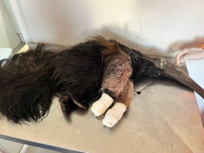 Animal foi resgatado com ferimentos graves