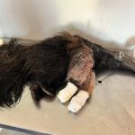 Tamanduá-bandeira é resgatado com ferimentos graves após ataque de cães em MG