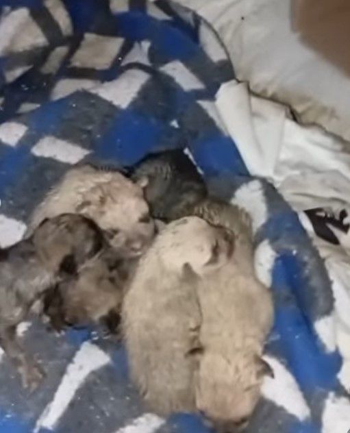 Caso de pitbull abandonada avança e mobiliza autoridades em Ouro Preto