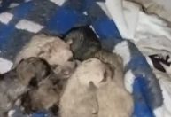 Caso de pitbull abandonada avança e mobiliza autoridades em Ouro Preto