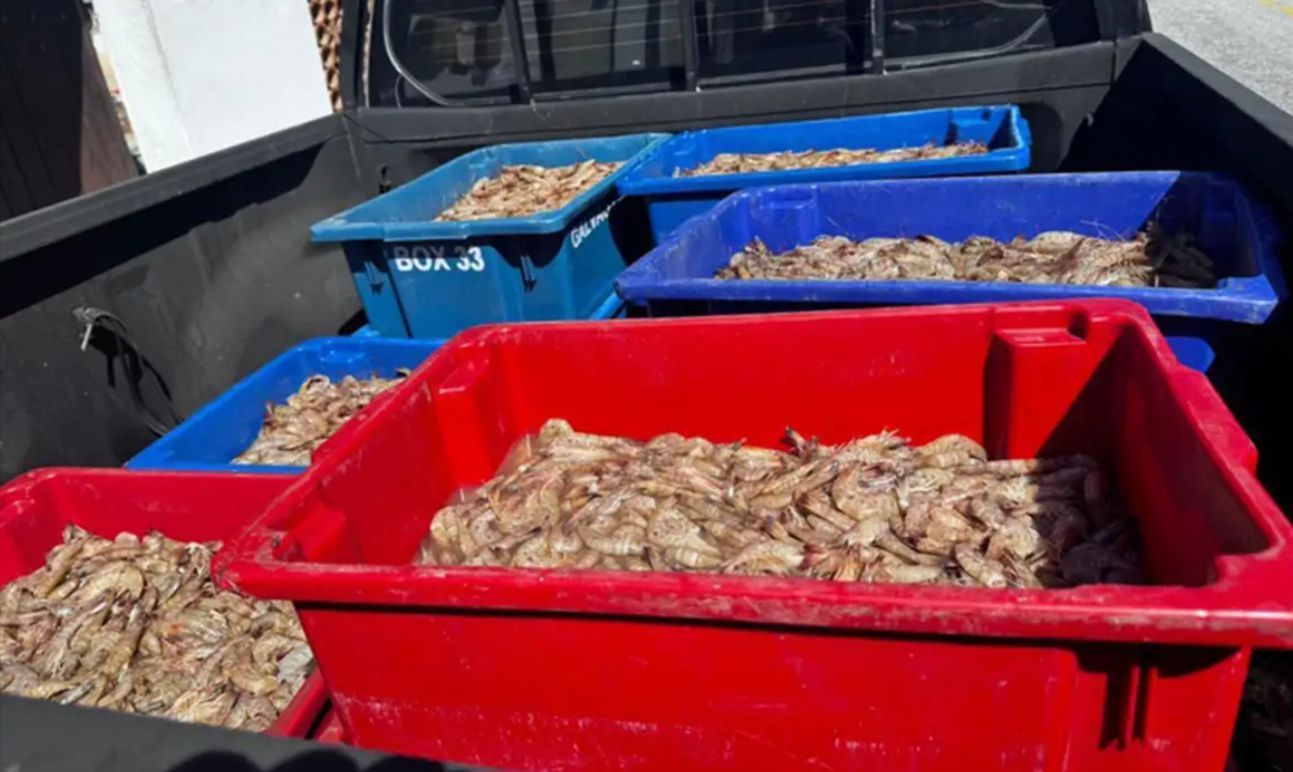Pescadores são presos com 350 kg de camarão durante período de proibição