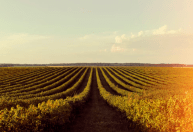 Conheça os principais padrões de medida utilizados no campo