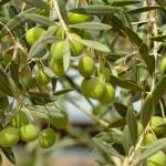 Maria da Fé recebe programação especial focada na safra de azeite