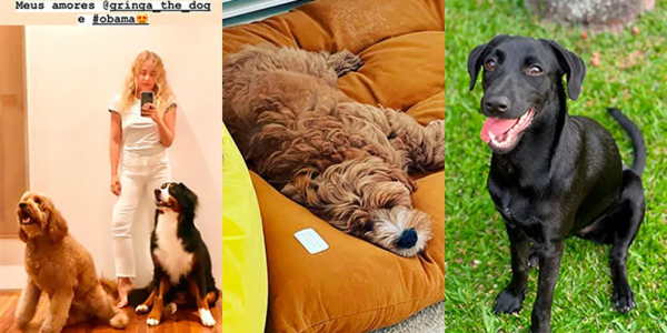 Montagem de três fotos para mostrar os quatro cachorros do casal de apresentadores Angélica e Luciano Huck