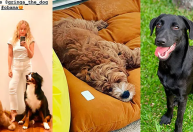 De Obama a Britney: pets de famosos ganham nomes de celebridades; conheça